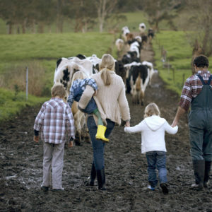 Family of farmers walking behind their cows