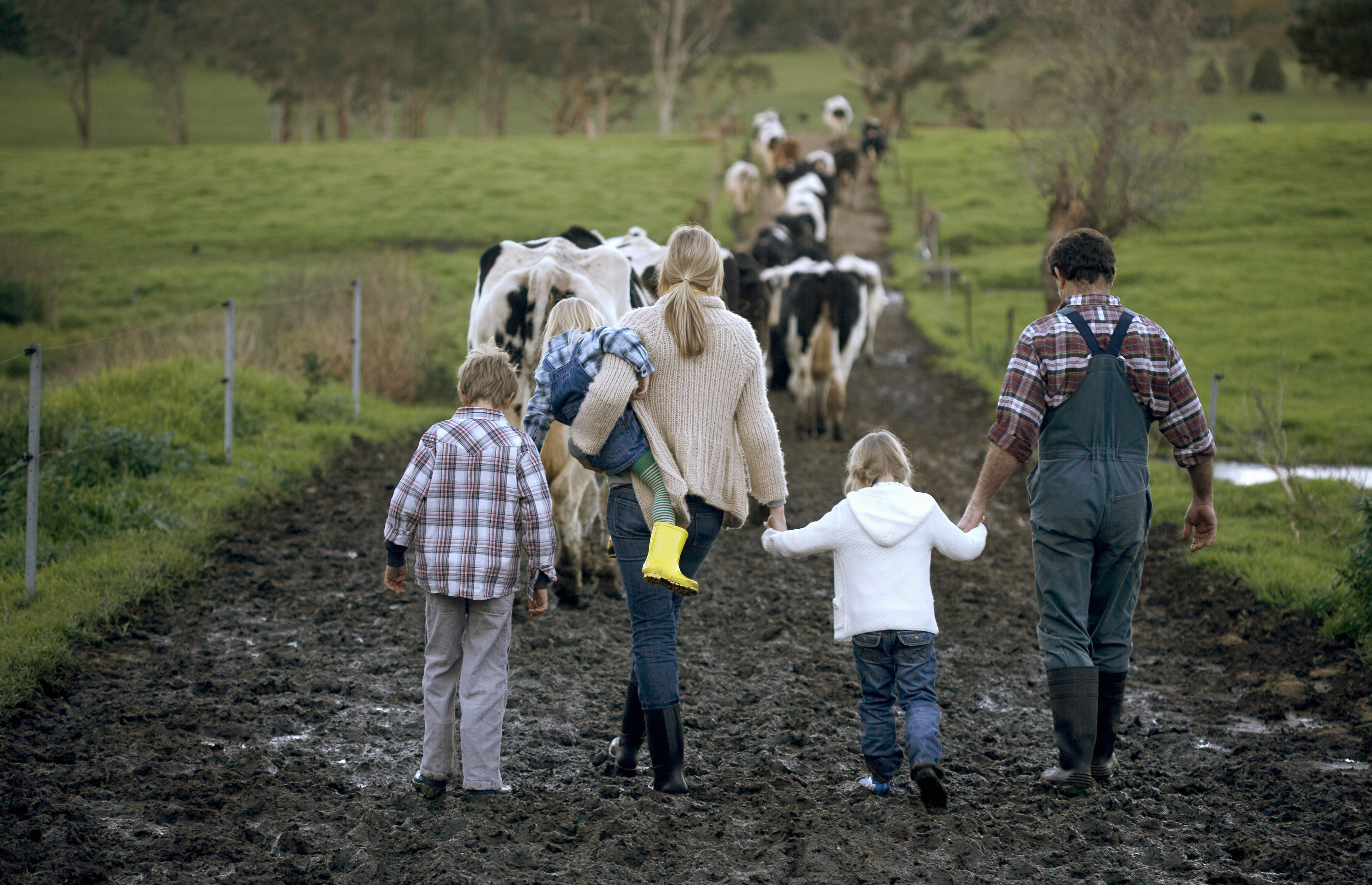 Family of farmers walking behind their cows