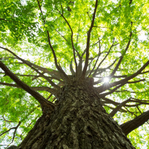 Large tree with green leaves photographed from below