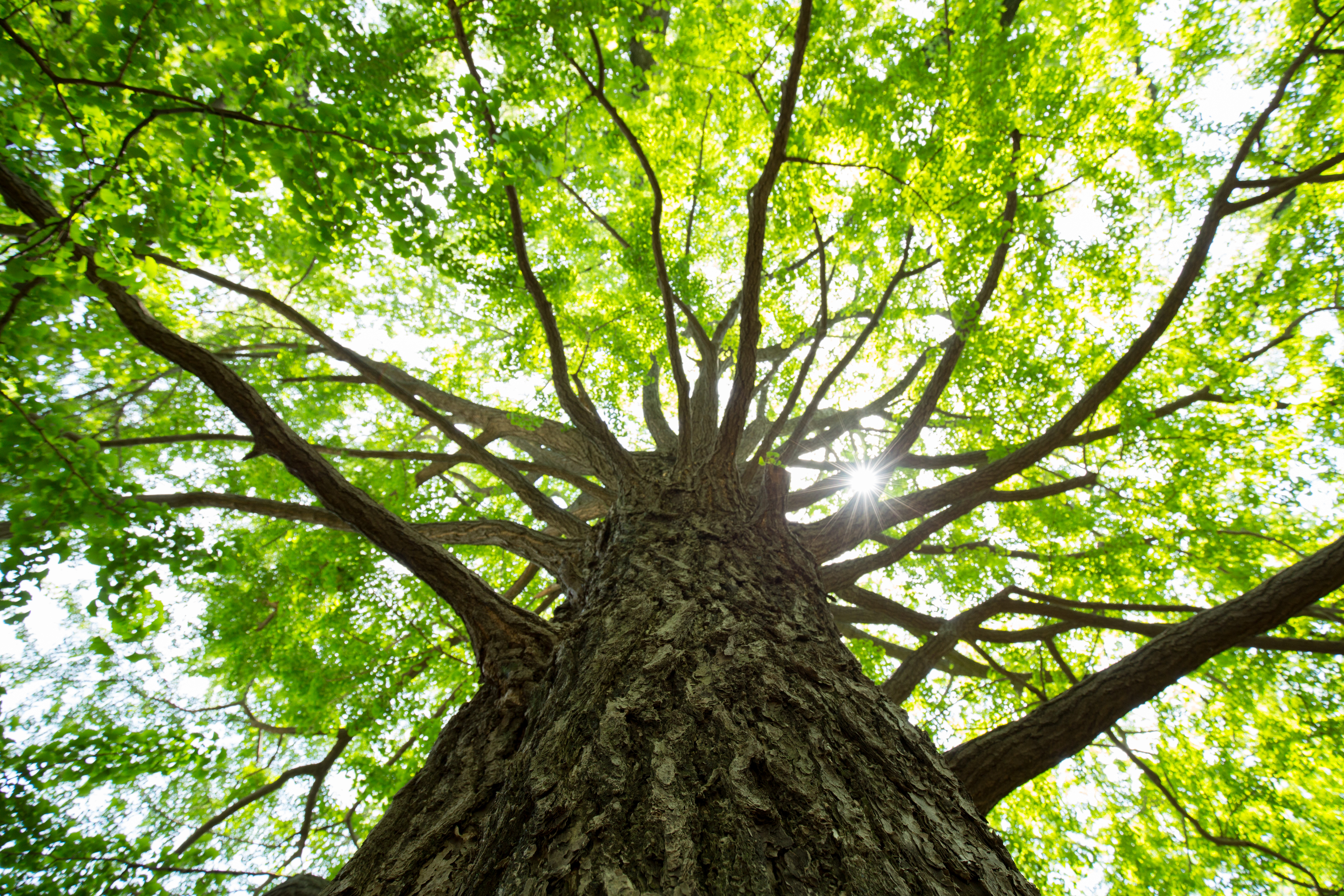 Large tree with green leaves photographed from below