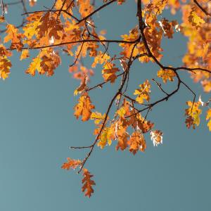 Orange leaves on a tree in Autumn