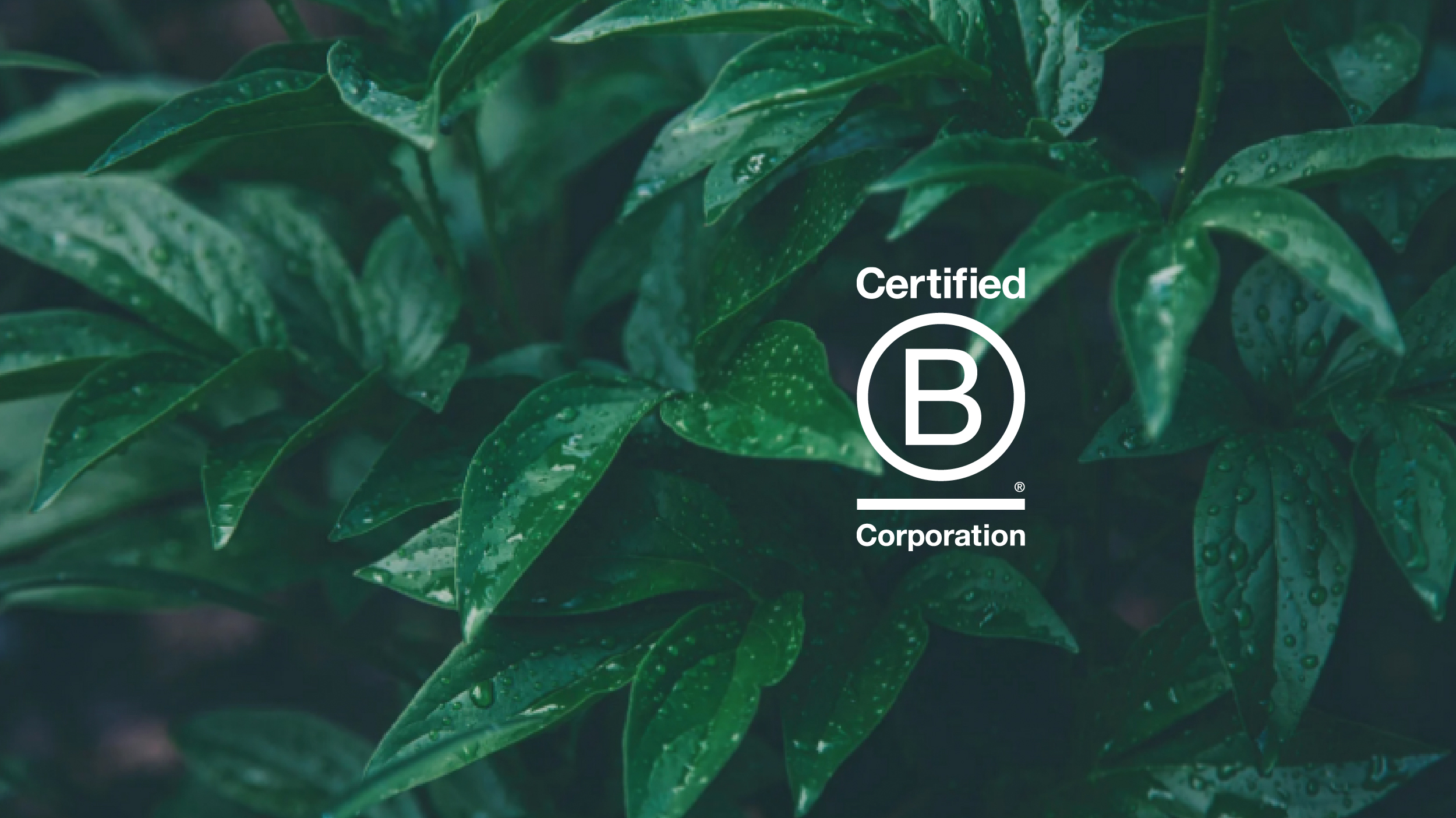 Celebrating B Corp™ Anniversary | Stephens Scown