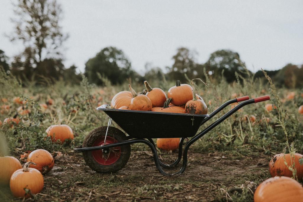 Halloween pumpkins in a wheelbarrow in a field