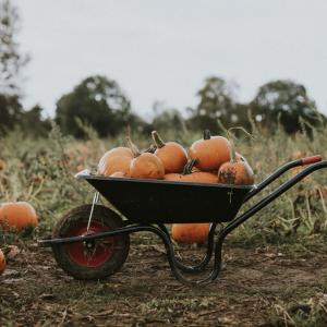 Halloween pumpkins in a wheelbarrow in a field