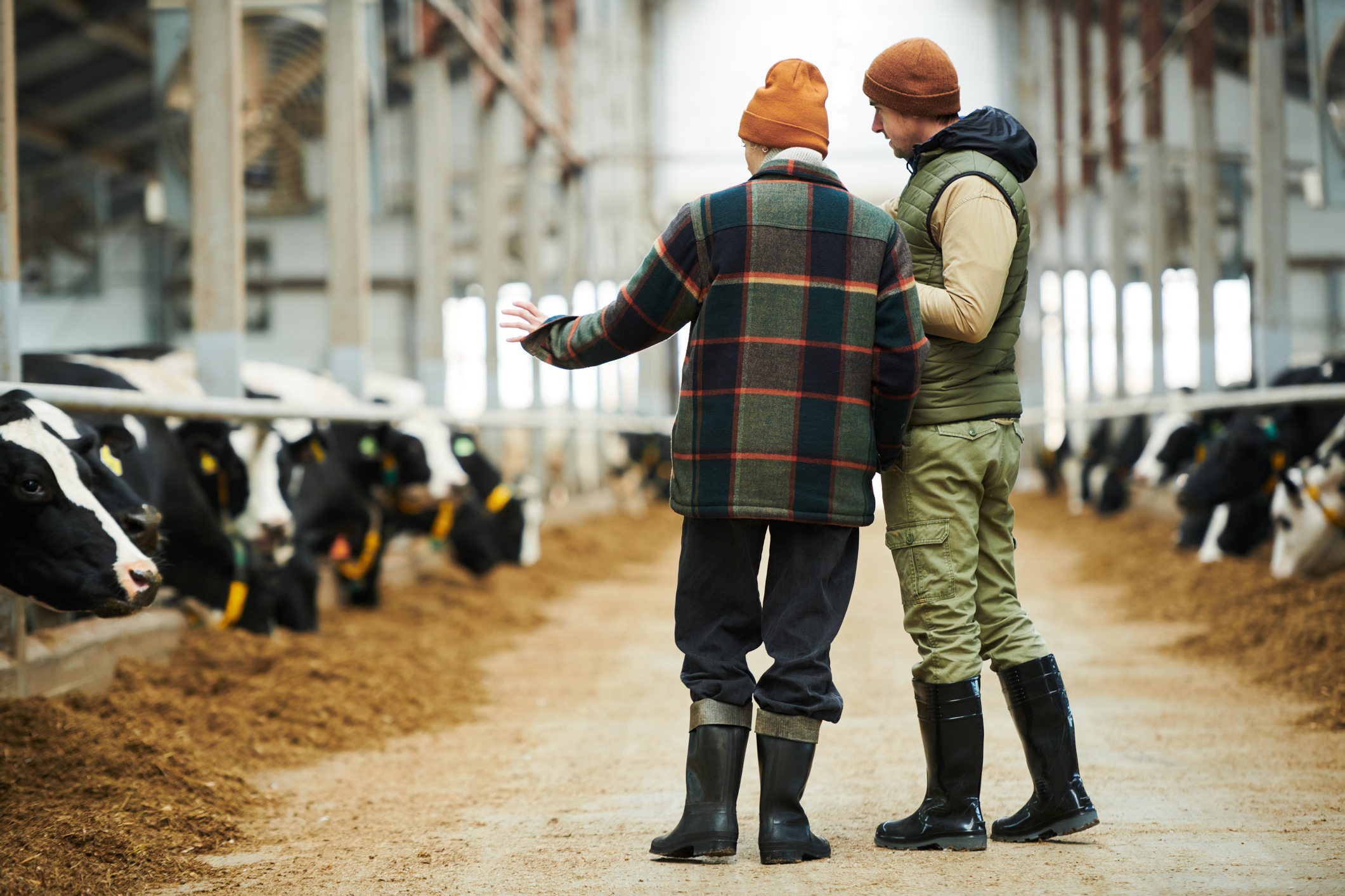 Landlord and tenant off a farm talking in a cowshed