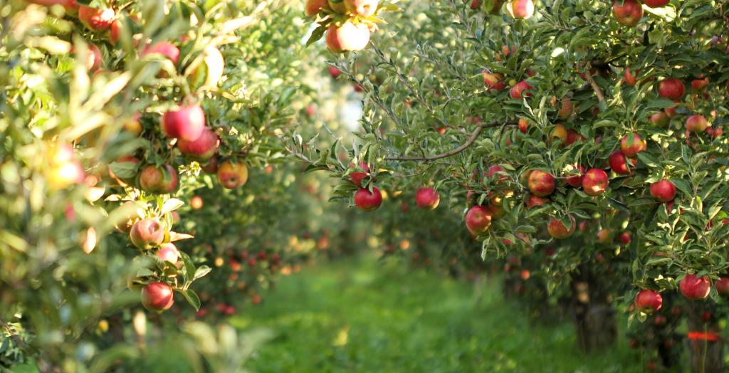 Photograph of Ripe Apples in Orchard ready for harvesting