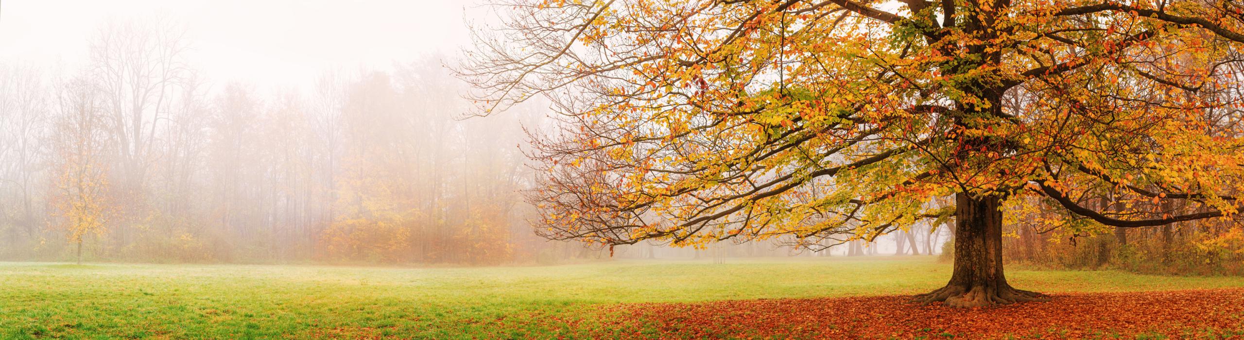 view of a foggy autumn park with fallen leaves in the early morning